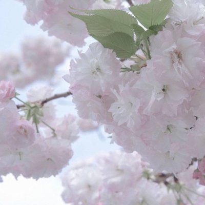 浪卡子FurryQQ群介绍